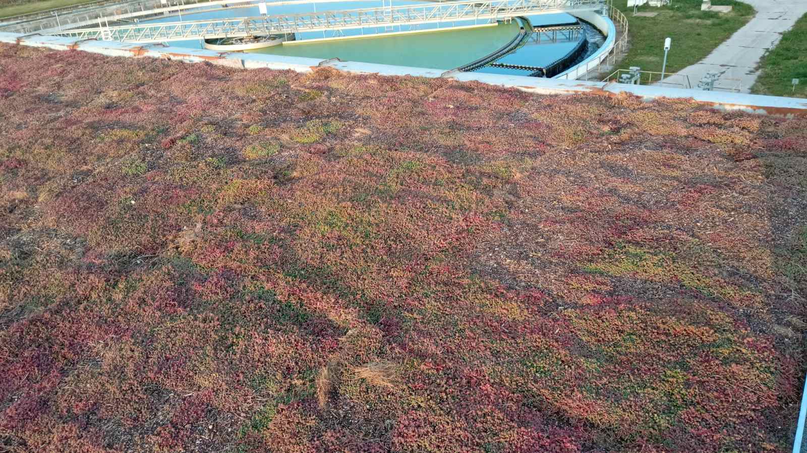 Green Roof at Kubratovo SWWTP is the new scientific experiment of Sofiyska Voda and its partners from “CLEAN and CIRCLE”